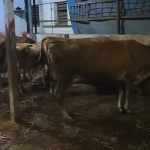 WhatsApp Image 2025-10-29 at 18.36.21_7ec6949c