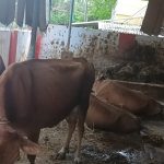 WhatsApp Image 2025-11-03 at 2.57.14 PM (2)